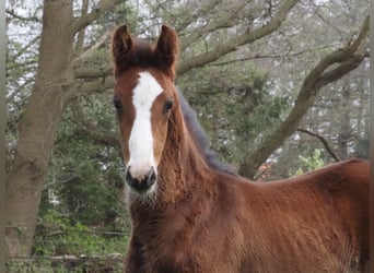 Oldenburger, Hengst, 1 Jaar, Zwartbruin