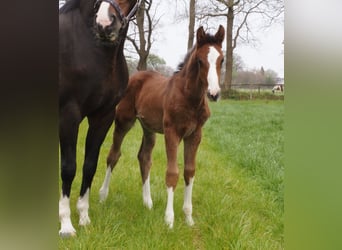 Oldenburger, Hengst, 1 Jaar, Zwartbruin