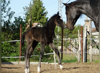 Oldenburger, Hengst, 1 Jahr, 140 cm, Schimmel