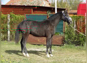 Oldenburger, Hengst, 1 Jahr, 147 cm, Schimmel