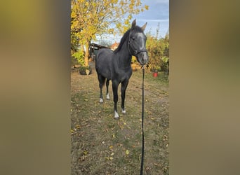 Oldenburger, Hengst, 1 Jahr, 153 cm, Schimmel