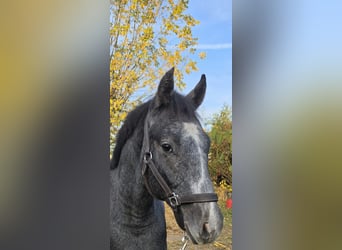 Oldenburger, Hengst, 1 Jahr, 153 cm, Schimmel