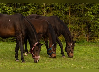 Oldenburger, Hengst, 1 Jahr, 158 cm, Rotbrauner