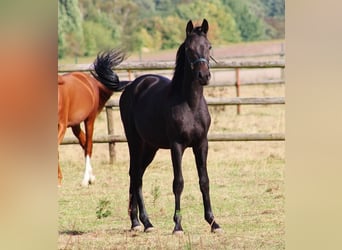 Oldenburger, Hengst, 1 Jahr, 162 cm, Dunkelbrauner