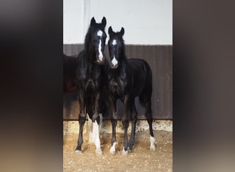 Oldenburger, Hengst, 1 Jahr, 167 cm, Rappe