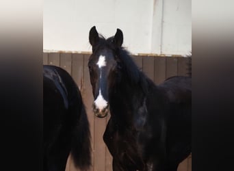 Oldenburger, Hengst, 1 Jahr, 167 cm, Rappe