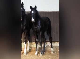 Oldenburger, Hengst, 1 Jahr, 167 cm, Rappe