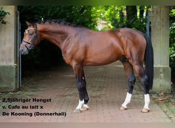 Oldenburger, Hengst, 1 Jahr, 168 cm, Dunkelbrauner