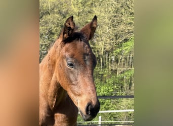 Oldenburger, Hengst, 1 Jahr, 170 cm, Brauner