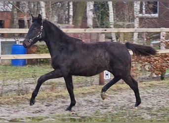 Oldenburger, Hengst, 1 Jahr, 170 cm