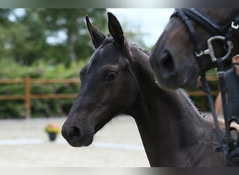 Oldenburger, Hengst, 1 Jahr, 170 cm