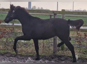 Oldenburger, Hengst, 1 Jahr, 170 cm