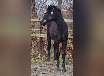 Oldenburger, Hengst, 1 Jahr, 170 cm
