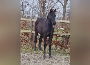 Oldenburger, Hengst, 1 Jahr, 170 cm