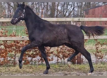 Oldenburger, Hengst, 1 Jahr, 170 cm