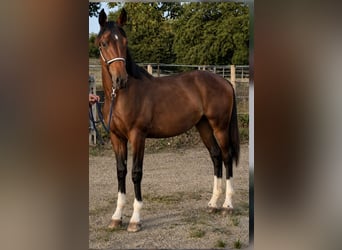 Oldenburger, Hengst, 1 Jahr, 170 cm, Dunkelbrauner