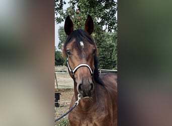 Oldenburger, Hengst, 1 Jahr, 170 cm, Dunkelbrauner