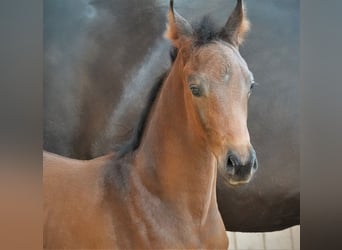 Oldenburger, Hengst, 1 Jahr, 170 cm, Dunkelbrauner