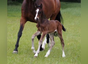 Oldenburger, Hengst, 1 Jahr, 170 cm, Dunkelbrauner