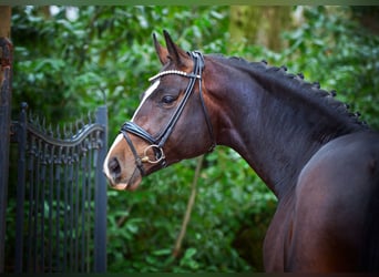 Oldenburger, Hengst, 1 Jahr, 170 cm, Dunkelbrauner