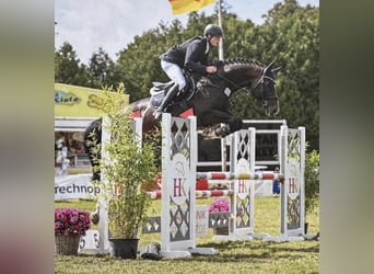 Oldenburger, Hengst, 1 Jahr, 170 cm, Dunkelbrauner