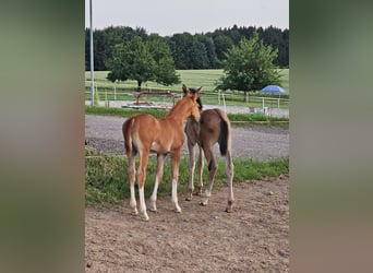 Oldenburger, Hengst, 1 Jahr, 170 cm, Dunkelfuchs