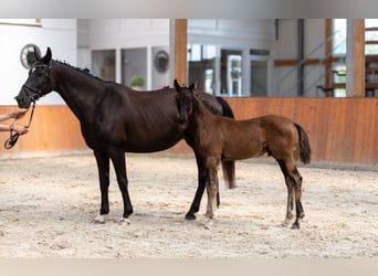 Oldenburger, Hengst, 1 Jahr, 170 cm, Rappe