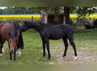 Oldenburger, Hengst, 1 Jahr, 170 cm, Rappe