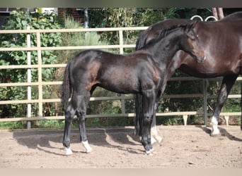 Oldenburger, Hengst, 1 Jahr, 170 cm, Schwarzbrauner
