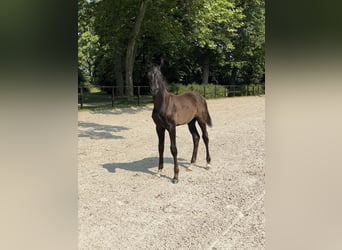 Oldenburger, Hengst, 1 Jahr, 170 cm, Schwarzbrauner