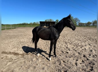 Oldenburger, Hengst, 1 Jahr, 170 cm, Schwarzbrauner