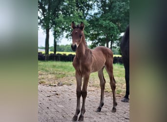 Oldenburger, Hengst, 1 Jahr, 171 cm