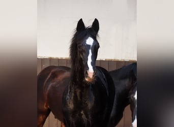 Oldenburger, Hengst, 1 Jahr, 172 cm, Rappe