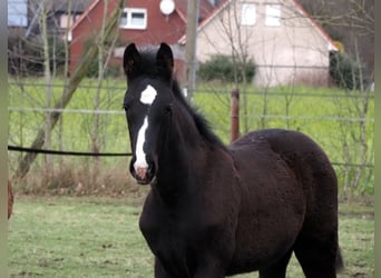 Oldenburger, Hengst, 1 Jahr, 172 cm, Rappe