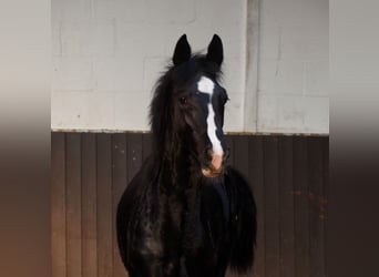 Oldenburger, Hengst, 1 Jahr, 172 cm, Rappe