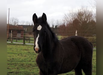Oldenburger, Hengst, 1 Jahr, 172 cm, Rappe