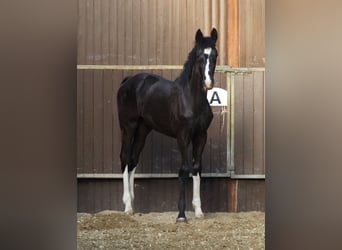 Oldenburger, Hengst, 1 Jahr, 172 cm, Rappe