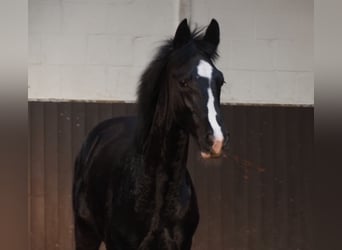 Oldenburger, Hengst, 1 Jahr, 172 cm, Rappe
