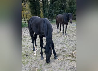 Oldenburger, Hengst, 1 Jahr, 172 cm, Rappe