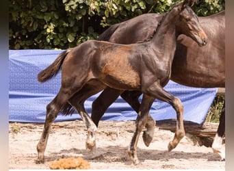 Oldenburger, Hengst, 1 Jahr, 172 cm, Schwarzbrauner