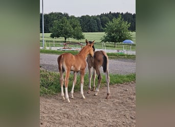 Oldenburger, Hengst, 1 Jahr, 173 cm, Dunkelfuchs