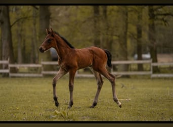 Oldenburger, Hengst, 1 Jahr, 174 cm, Brauner