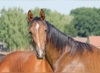 Oldenburger, Hengst, 1 Jahr, 175 cm, Dunkelbrauner