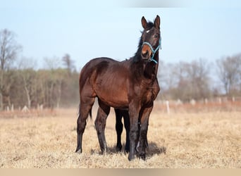 Oldenburger, Hengst, 1 Jahr, 175 cm, Dunkelbrauner