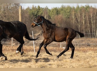 Oldenburger, Hengst, 1 Jahr, 175 cm, Dunkelbrauner