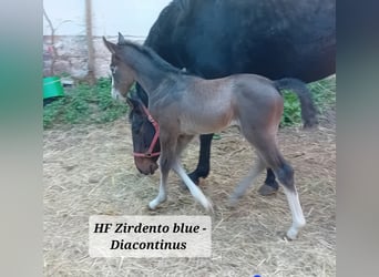 Oldenburger, Hengst, 1 Jahr, Apfelschimmel