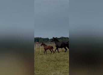 Oldenburger, Hengst, 1 Jahr, Brauner