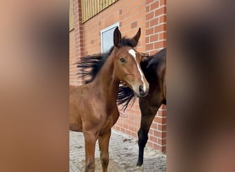 Oldenburger, Hengst, 1 Jahr, Brauner
