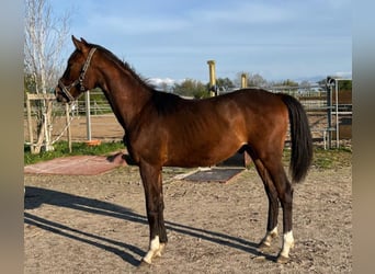Oldenburger, Hengst, 1 Jahr, Brauner