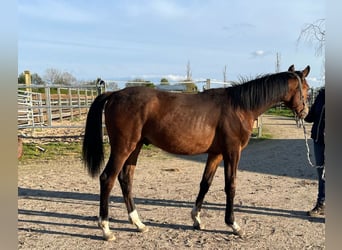 Oldenburger, Hengst, 1 Jahr, Brauner